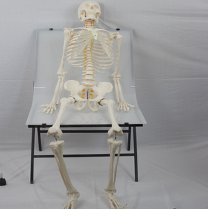 Биологическая модель, учебные пособия, медицинская медицина, Мужской Скелет для взрослых, спинномозговой нерв и каротидная артерия для медицинских целей - Product Image 2