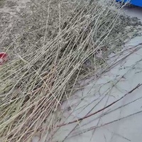 Usine meilleur prix tige de perilla et séparateur de feuilles cueilleur de feuilles de menthe