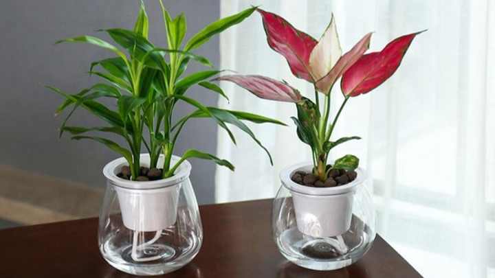 Josteve Vasi per piante autoirriganti per interni, 16,5 cm, confezione da 2 vasi da fiori in plastica per orchidee, piante da giardino, per erbe, piante da appartamento, violette africane, fioriera