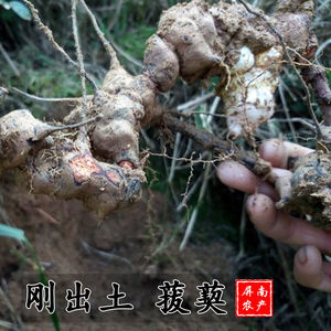 Radice di Chopcini (Chop Chini) Cinese in Vendita - Product Image 3