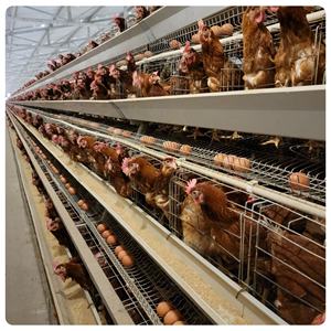 필리핀 계란 층 치킨 케이지 가금류 층 암탉 치킨 케이지 하우스 용 A형 배터리 케이지 절반 - Product Image 4