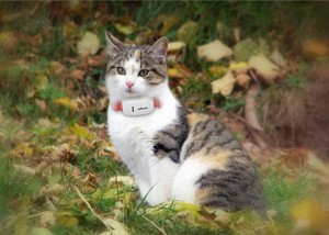 Collar GPS para Perros <span class=keywords><strong>TKSTAR</strong></span> <span class=keywords><strong>TK909</strong></span> Mini Rastreador GPS para Mascotas - Dispositivo de Localización de Perros y Gatos en Tiempo Real, Impermeable y con Batería de Larga Duración - Product Image 5