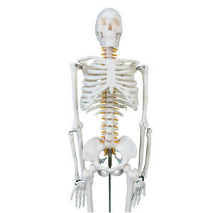 Nouveau modèle anatomique de squelette humain pour la science médicale, 85 cm, type C, avec nerfs et vaisseaux sanguins, en PVC, pour les hôpitaux - Product Image 3