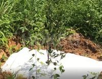 HOKBG Tapis de sol en maille à membrane biodégradable écologique pour le contrôle des mauvaises herbes