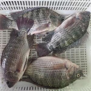 Fábrica <span class=keywords><strong>de</strong></span> Tilapia Congelada <span class=keywords><strong>de</strong></span> China, Tilapia Negra Entera Viva, Precio al por Mayor, Proveedor <span class=keywords><strong>de</strong></span> <span class=keywords><strong>Pescado</strong></span> Congelado para Exportación - Product Image 4