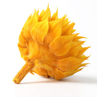 Vente en gros Meilleure Qualité dans la Boîte Grade A Véritable Tête de Tournesol Naturel Éternel Préservé 7-8 cm Tournesol
