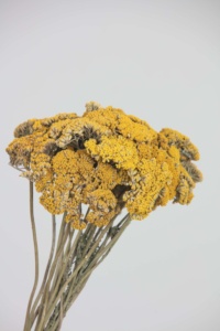 Commercio all'ingrosso migliore vendita di alta qualità a <span class=keywords><strong>basso</strong></span> prezzo fiori secchi crisantemo pianta decorativa per decorazioni di nozze <span class=keywords><strong>arredamento</strong></span> - Product Image 3