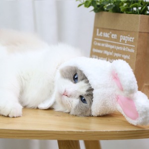 Gorros de Orejas de Conejo de Cachemira para Mascotas, Venta Directa de Fábrica, para Gatos, Conejos, Perros Pequeños, Poodle, Bichón Frisé, Accesorios para Mascotas al por Mayor - Product Image 5