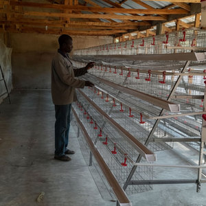 Equipo Automático para Cría de Aves de Corral, Sistema Moderno de Gallineros, Jaulas de Batería Tipo A para Gallinas <span class=keywords><strong>Ponedoras</strong></span> de Huevos en Venta - Product Image 2