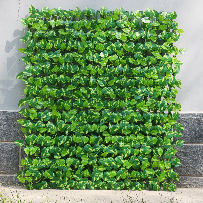 Feuilles persistantes