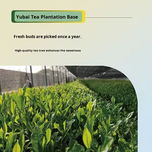 Lanruo bambú Isuzu <span class=keywords><strong>Matcha</strong></span> polvo 50g bolsa de té verde hojas sueltas hornear bebida helado ingredientes nueva materia prima comercial - Product Image 5