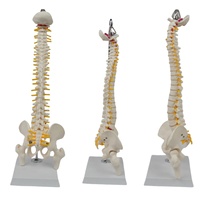 Modèle de colonne vertébrale de taille moyenne avec os du bassin et des jambes (type suspendu)-Outil d'enseignement médical