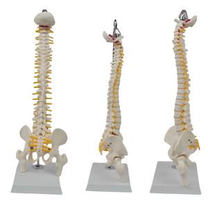 Modèle de colonne vertébrale de taille moyenne avec os du bassin et des jambes (type suspendu)-Outil d'enseignement médical - Product Image 3