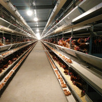 Cage de couveuse Durable et entièrement automatique à plusieurs niveaux de Type H pour la pose de la couche de croissance