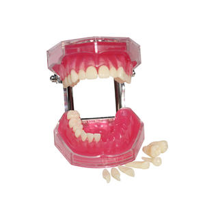 Modelo de Extracción de 28 Dientes para Terapia Oral, Modelo de Dientes de Resina Desmontable de Boca Completa para Práctica y Enseñanza - Product Image 2