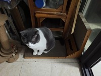 Griffoir pour chat triangulaire ondulé avec jouet boule à clochette, grotte creuse, anti-basculement, à poser contre le mur, pour intérieur