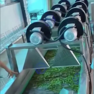 Moringa Blatt pulver Gemüse Zwiebel herstellungs maschine Produktions linien Seetang Tee Moringa Blätter Cassava Trockner Verarbeitung maschine