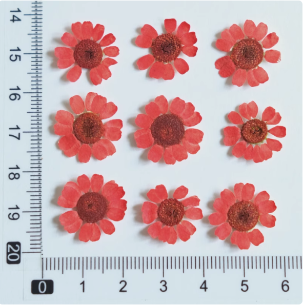 MH657-Dyed Red-12pcs