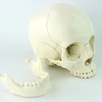Modèle de crâne en PVC de fabrication chinoise pour l'enseignement biologique en école de médecine, taille réelle humaine, couleur blanche