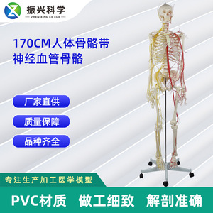 Modelo de Esqueleto Humano de 170 cm con Nervios, Vasos Sanguíneos y Esqueleto - Demostración Médica y Ayuda Didáctica - Product Image 5