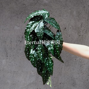 Mur végétal artificiel Secret Garden 30cm-100cm, branche en soie synthétique pour décoration maison et mariage - Product Image 2