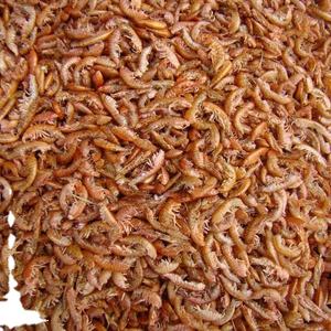 AquaV-soporte personalizado de alta calidad, alta protección, gammarus para peces - Product Image 3