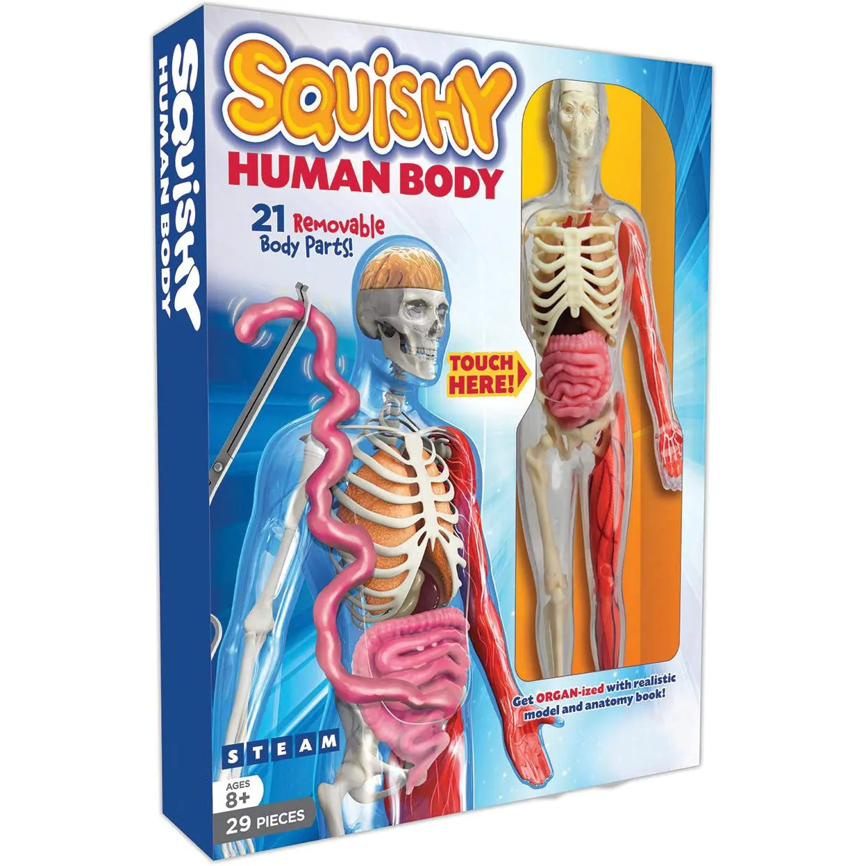 Human body organ assemble jigsaw skeleton anatomy model for teaching study tools toys children learning medical anatomy kits
