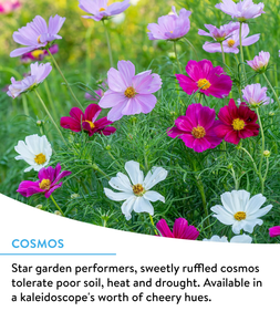 Wildflower 25,000 Bulk Flower 18 Variety Pack pour colibris et papillons Pots au design moderne pour l'extérieur et la maison - Product Image 2