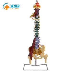 نموذج العمود الفقري القطني المرن الملون بحجم طبيعي 85 سم مع العضلات والأعصاب في منطقة الفخذ والحوض، نموذج تعليمي طبي تشريحي حاصل على شهادتي CE وISO - Product Image 1