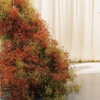 Fleur naturelle préservée de qualité supérieure, longue durée, pour bouquet de mariage, couronne de Noël, décoration intérieure