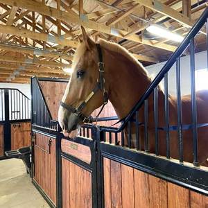 Box per <span class=keywords><strong>Cavalli</strong></span> di Lusso Europei Stalle Temporanee Portatili per <span class=keywords><strong>Cavalli</strong></span> di Buona Qualità <span class=keywords><strong>in</strong></span> Canada - Product Image 4