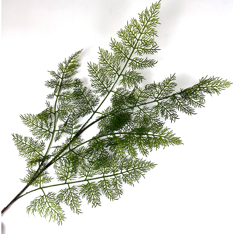Podocarpus macrocarpus (couleur claire)