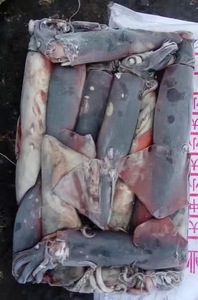 Calmar <span class=keywords><strong>géant</strong></span> péruvien rond entier, de qualité promotionnelle, <span class=keywords><strong>prix</strong></span> de gros de fruits de mer, importé, calmar, Dosdicus, Gigas - Product Image 2