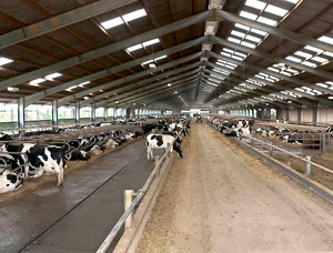 <span class=keywords><strong>Venta</strong></span> Directa de Fábrica, Estructuras de Acero Prefabricadas Ligeras de Alta Calidad Grado Q235/Q355 para Establos, Diseño Automatizado y Rápido - Product Image 2