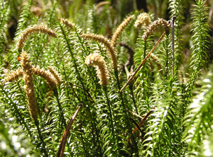 Высококачественный порошок ликонатриевого порошка для сценического эффекта пламени, ингредиент, ликонатриевый Споровый Порошок - Product Image 2