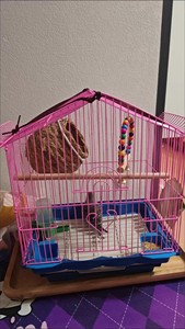 Doğrudan Fabrikadan Satış Düşük Fiyatlı Taşınabilir Kuş Kafesi Yenilikçi Yeni Kulübe Kafesi Dış Mekan Evcil Hayvan Kedisi Yetiştiriciliği için Arka Bahçe Kuş Gözlemciliği için - Product Image 3