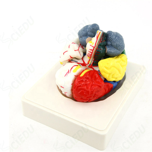 Cơ thể con người giải phẫu mô hình Não Phải khoa học y tế Mô hình giải phẫu mô hình não người - Product Image 3