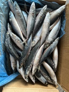 <span class=keywords><strong>Maquereau</strong></span> du Pacifique surgelé, poisson de mer durable, Scomber Japonicus, pêche fraîche directe de Chine, vente en gros - Product Image 5