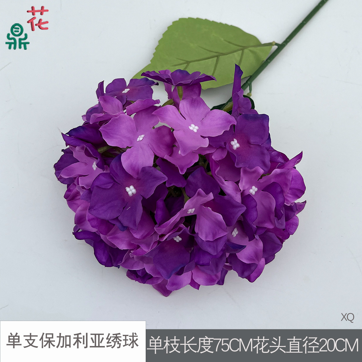 ไฮเดรนเยียบัลแกเรียเดี่ยว XQ, สีม่วงเข้ม