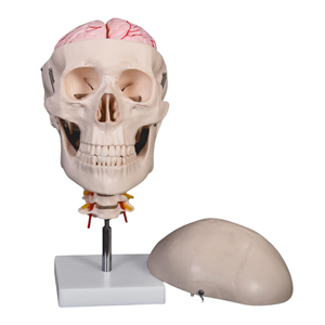 ADA mô hình y tế PVC Skull với 8 phần diarticulated Skeleton có tính năng não cổ tử cung cột sống cho Học sinh học tập - Product Image 4