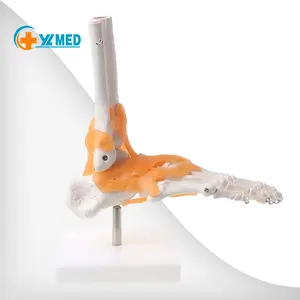 Модель человеческого сустава голеностопа натурального размера и модель самоклеящегося сустава ноги и анатомическая модель самоклеящегося сустава ноги