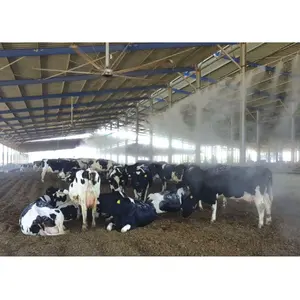 Cost Effective High Quality Cow Farm House Steel Structure For Dairy Farm Specialized In Agriculture