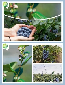 Serre de plantation multi-voûtes en film plastique pour la culture de raisin et de myrtilles, tunnel de culture, abri contre la pluie - Product Image 6