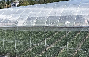 Vente en gros 20g/m2-180g/m2 <span class=keywords><strong>filet</strong></span> <span class=keywords><strong>anti</strong></span>-insectes <span class=keywords><strong>pour</strong></span> serre moustiquaire <span class=keywords><strong>jardin</strong></span> - Product Image 6