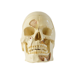 Modelo de Práctica de <span class=keywords><strong>Implantes</strong></span> <span class=keywords><strong>Dentales</strong></span> para Prótesis Totales, Modelo de Enseñanza de Prótesis Orales, Modelo Anatómico de <span class=keywords><strong>Implantes</strong></span> <span class=keywords><strong>Dentales</strong></span> - Product Image 4