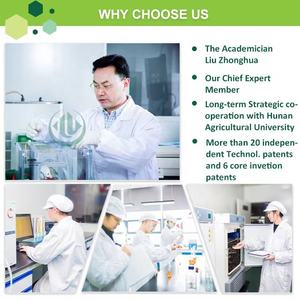 Té verde Matcha Halal certificado, fabricante ISO al por mayor - Product Image 5