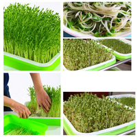 Mini plateau hydroponique réutilisable pour la plantation de balcon germes de haricots végétaux sans sol culture d'ail-conception de plaque de semis