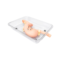 SY-NS19 Endoscopic Training System Gastroduodenal Model with Animal Tissue Assembly for Hands-on Practice