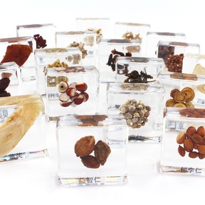 Colección de hierbas chinas, hierba china, resina, espécimen de insectos, Juguetes diy, regalo creativo - Product Image 1