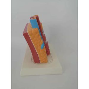 Clips articulaires d'anatomie, modèle DVT, veston des veines profondes, ondulées, modèle - Product Image 5